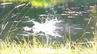 Beaver at Enos Pond 6 15 16