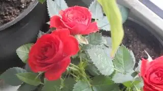 Мини Розы
