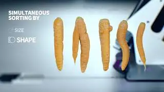 Newtec Optical Grading of Carrots by Quality, Size and Shape, SHORT VERSION