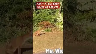 Fox & Her Big Baby | Come To See Me #..!!