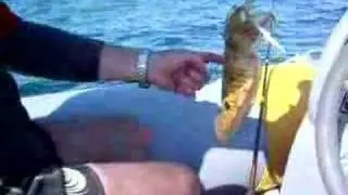 péche a la morue (octopus)