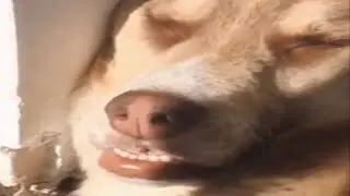 RANDOM MEMES COMPILATION V46