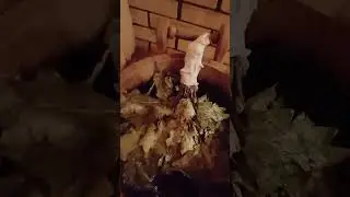 Кот Чмонька в парилке