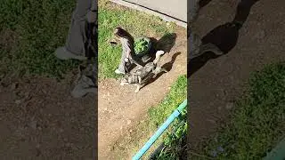 собака хаски #music #cover #dog