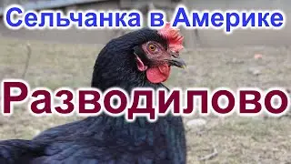 Сельчанка в Америке. Разводилово