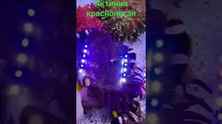 Морские животные в "Калипсо Аква"