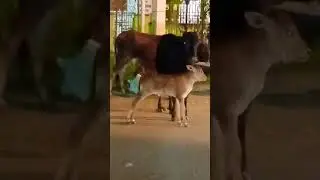Calf's love affection#Shorts