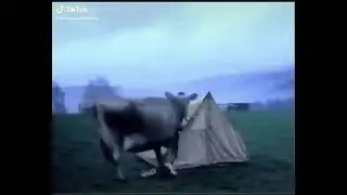 корова вкрала кросовкы