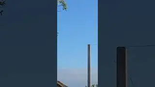 Белый чубатый набирают игру.