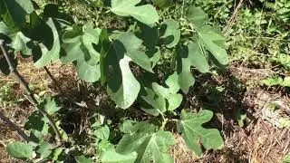 Инжир,рассказ про вирус мозаики