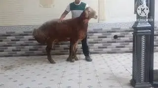 Арашан кочкор