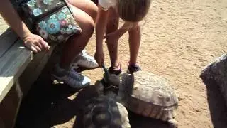 CUTE LITTLE TURTLE