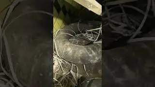 Зеленый тоннель на зиле (старое видео)