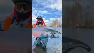 Река Камчатка 2023 год октябрь . 