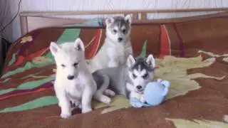 Puppies 2