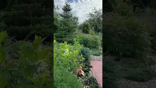 Эту красоту тебе дарю! 