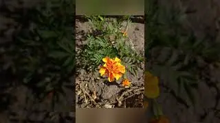 Удивительное рядом Наш сад