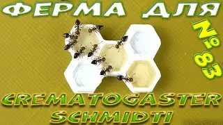A 3D-printed ant farm for Crematogaster schmidti (Crematogaster schmidti)