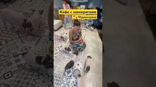 Кафе с минипигами в Муданьцзяне🐷 