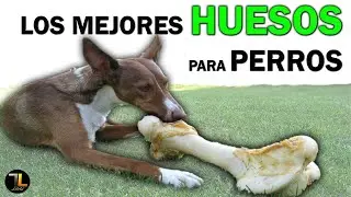 🍗 HUESOS RECREATIVOS para PERROS ✔