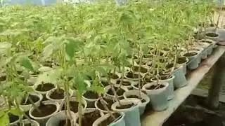 টমেটোর গ্রাফটিং চারা।