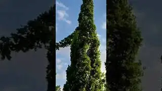 Парк Галицкого  