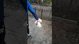 Петух завис