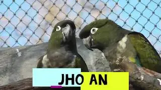 Exotic Birds in Prague Zoo