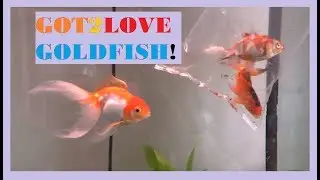 New Goldfish For Spartin!!!