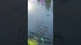 Карась на мормышинг. Клюнул на танту белого цвета с аромой чеснока  #мормышинг #карась #tanta