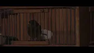 Канареечные дуэты с музыкальном сопровождением и без