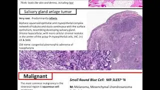 Sinonasal and Nasopharyngeal Lesions: Kurt’s Notes #pathagonia