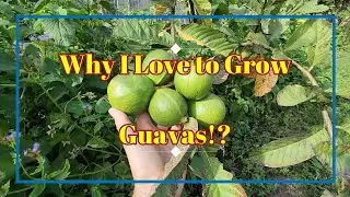 Many Reasons Why I Love to Grow Guavas at Permaculture Haven #foodforest #rarefruits #growingfruits