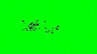 Birds flying green screen | 4k green screen effect | 