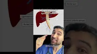 What is the Belly Button Attached to on the Inside? 