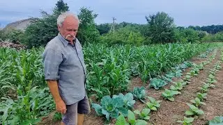 Секреты выращивания пекинской капусты. Вы просили показать табак