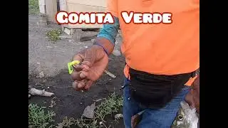 increíble Pesca de Robalitos con TABLITA