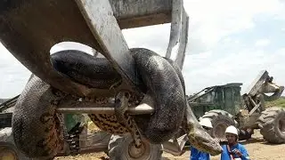 Ular Terbesar yang ditemukan