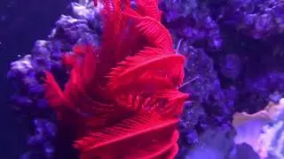 REEF AQUARIUM 2017