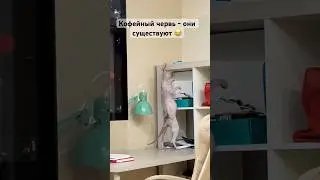 Кофейный червь существует #кофейныйчервь #людивчерном #кошка #донскойсфинкс #cat #sphynxcats #смешно