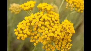 Helichrysum DIY Recipes #helichrysum #diy #essentialoils