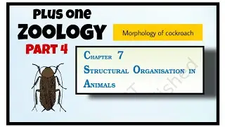 Morphology of cockroach | Structural organization in animals | Part 4 | Plus one Zoology