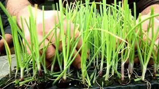 #Videogustidolomitifriulane - afilditiere 02