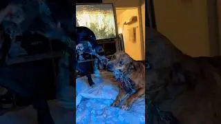 Catahoula War!
