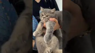 #anime #cat #catmusic #funnyanimals #catlover #petcomedy