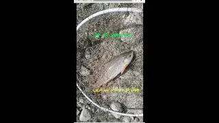 Live Fishing, Rohu Fish Catching with Live Chal