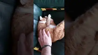 cat startup sound