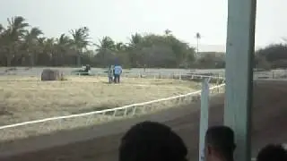 horse racing in nevis 3