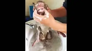обезьянка купается