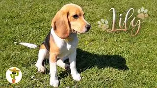 Cute Beagle Lily (6 months old)